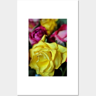 Yellow Pink And Red Rose's Summer Flowers Posters and Art